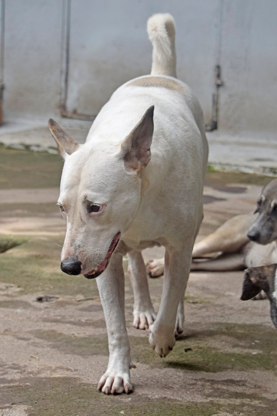 Delph Animals DELFIN • Dumaguete Animal Sanctuary